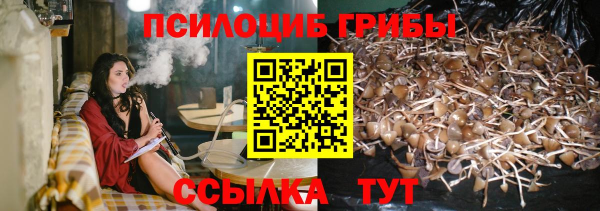 Псилоцибиновые грибы Psilocybine cubensis Альметьевск